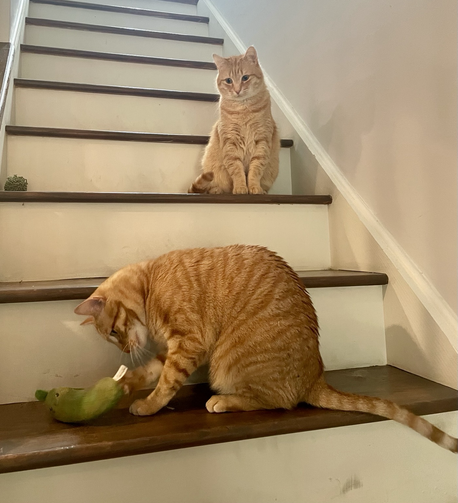 2 Orange cats play on stairs 