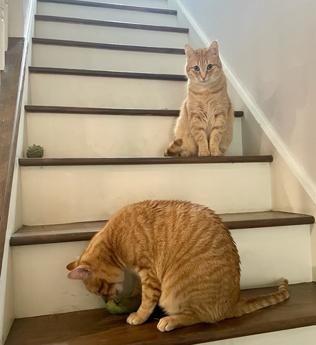 Orange cat plays on stairs while another looks straight at the camera 