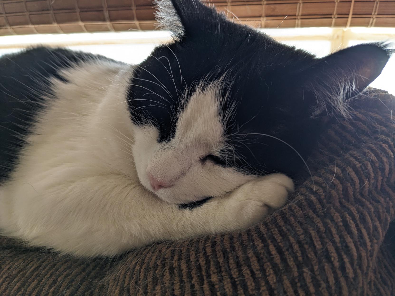 A tuxedo cat with a pink nose sleeping atop the back of a brown corduroy couch, resting his head on his front right paw.
