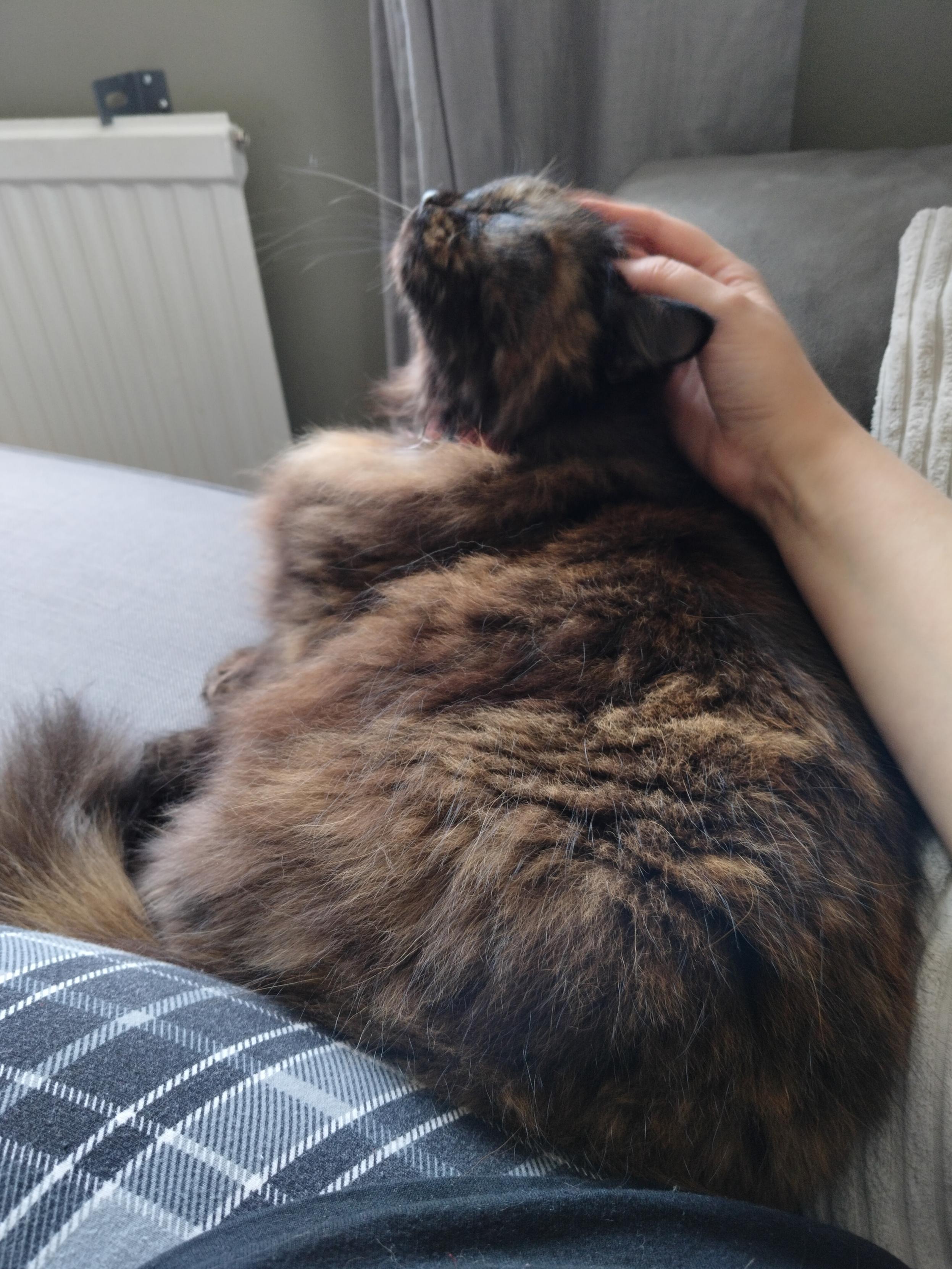 a long-haired tortoiseshell cat is lying with her butt up against the camera person's leg, lifting her head up to get better scritches from the hand on top of her head.