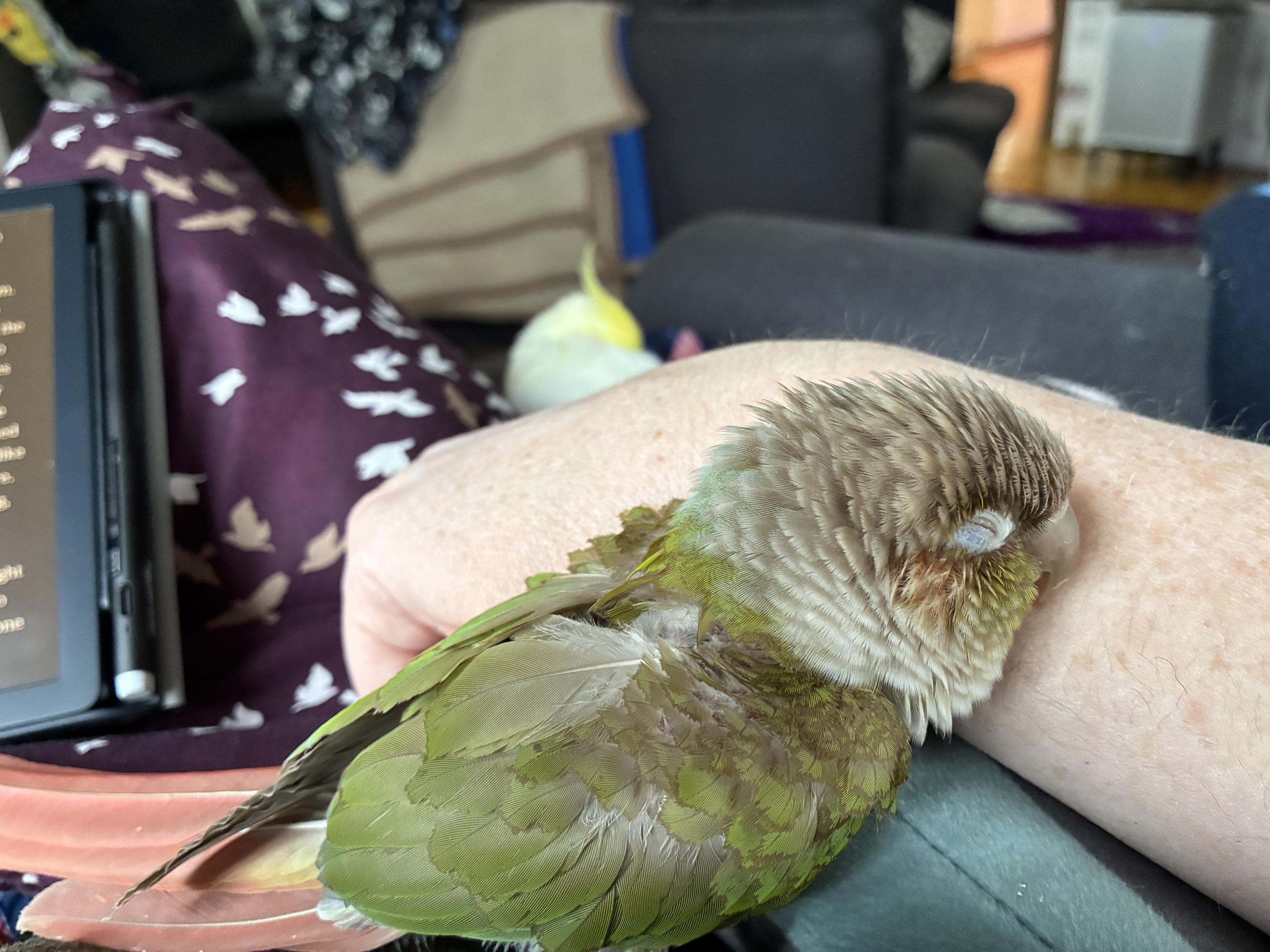 A cinnamon green cheek conure leans against a person’s freckled arm, his eyes shut. Behind the arm, another foot or two away and out of focus, a lutino cockatiel sleeps with his beak tucked into the feathers on his back.
