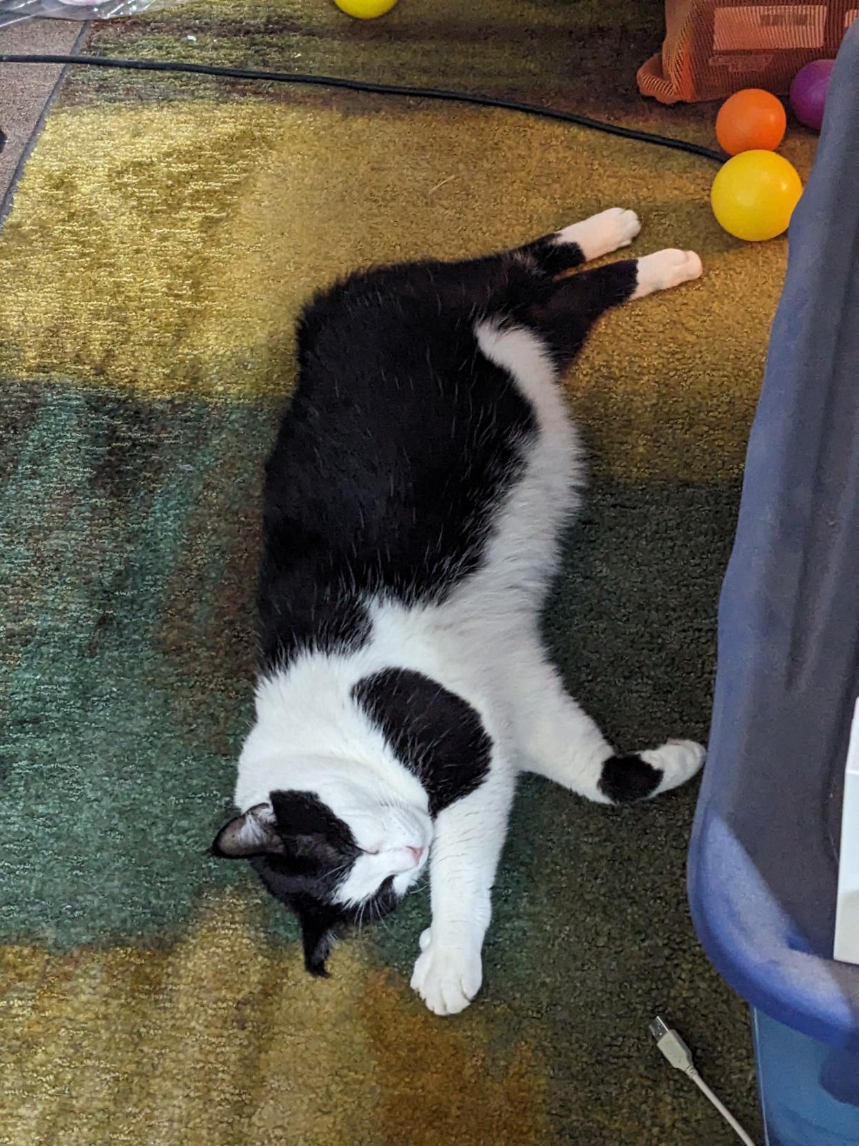 A tuxedo cat with a pink nose sleeping peacefully on an area rug, laying on his side with one arm outstretched and the other curled partway