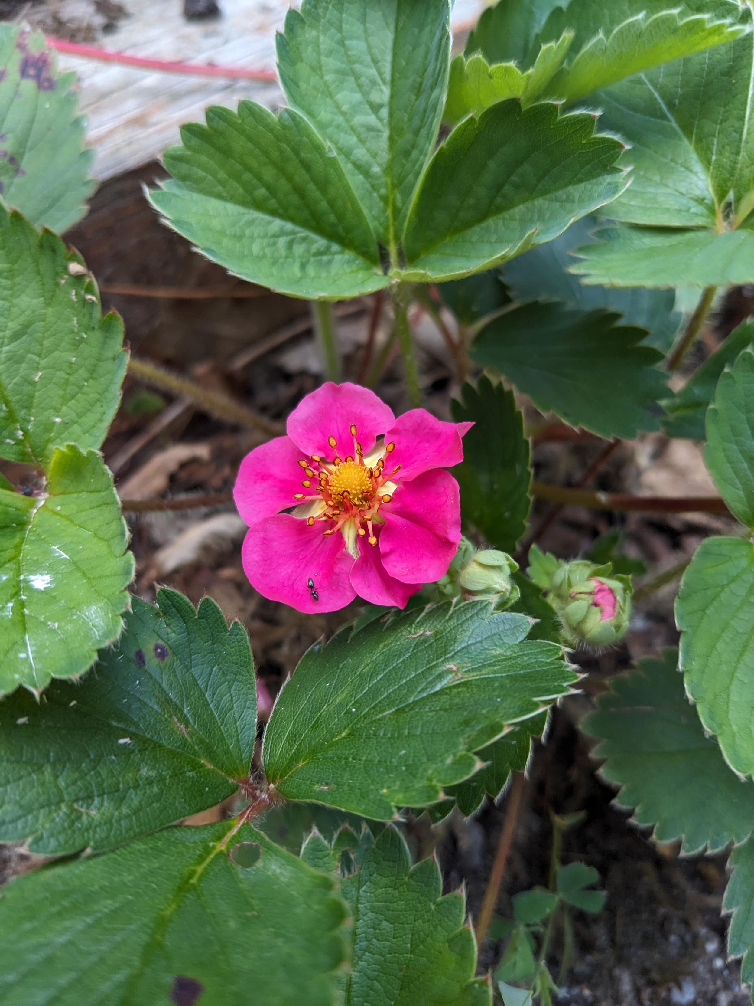 A pink wild strawberry flower with orange-yellow stamens growing amid several plants with distinctive serrated leaves. A tiny, iridescent ant is sitting on the lower-left petal.