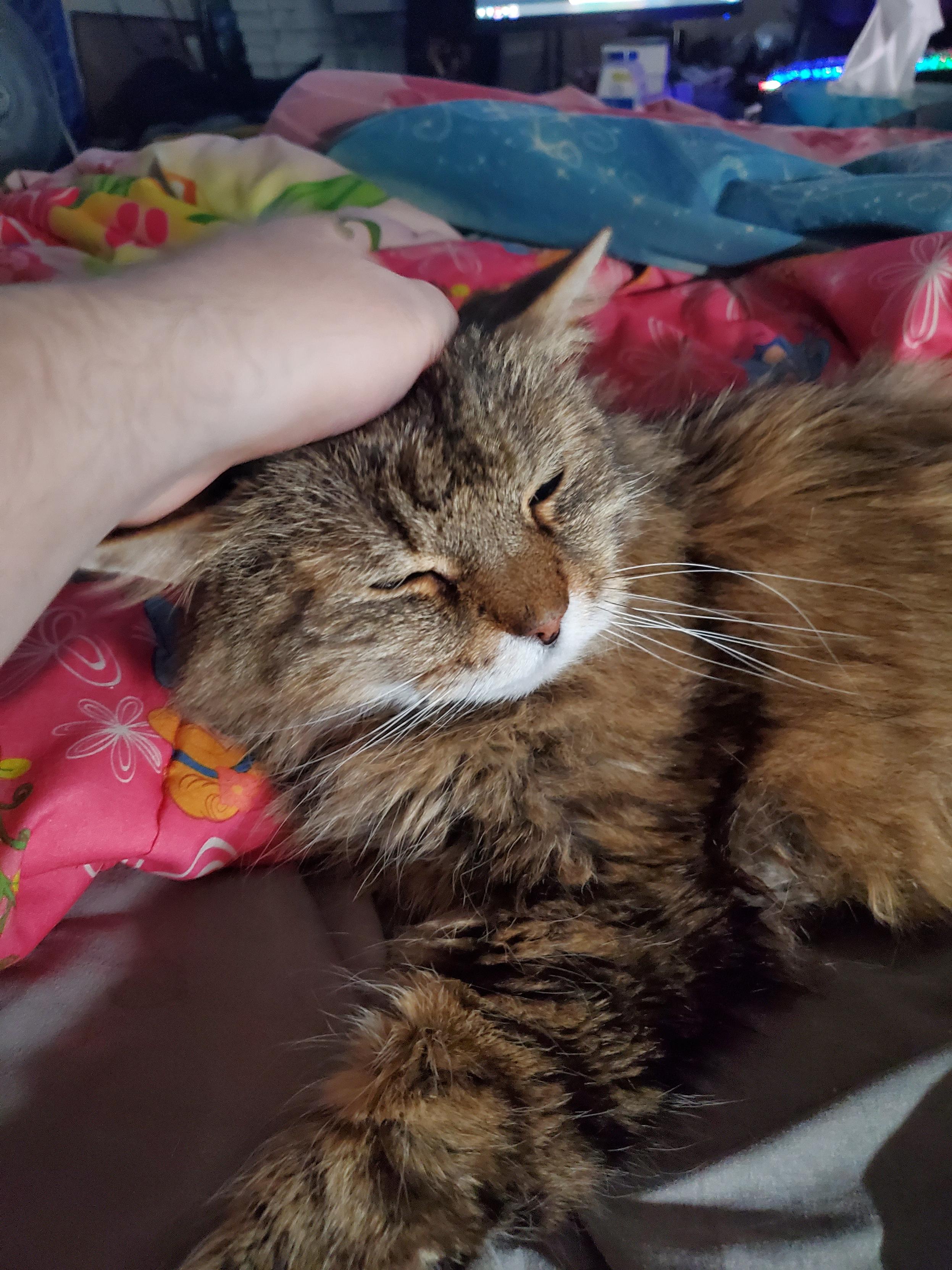 robert is lying on my bed and i'm petting him. you can tell from his expression he loves it
