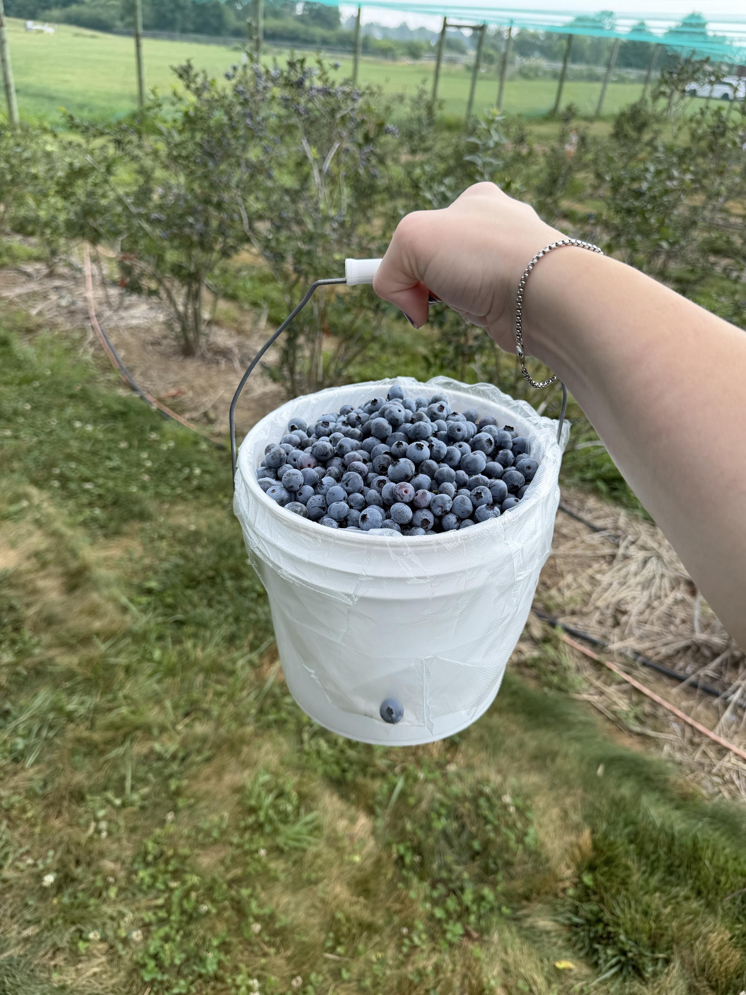 Photo of my hand holding a white bucket full of blueberries. Rows of blueberry bushes can be seen in the background.