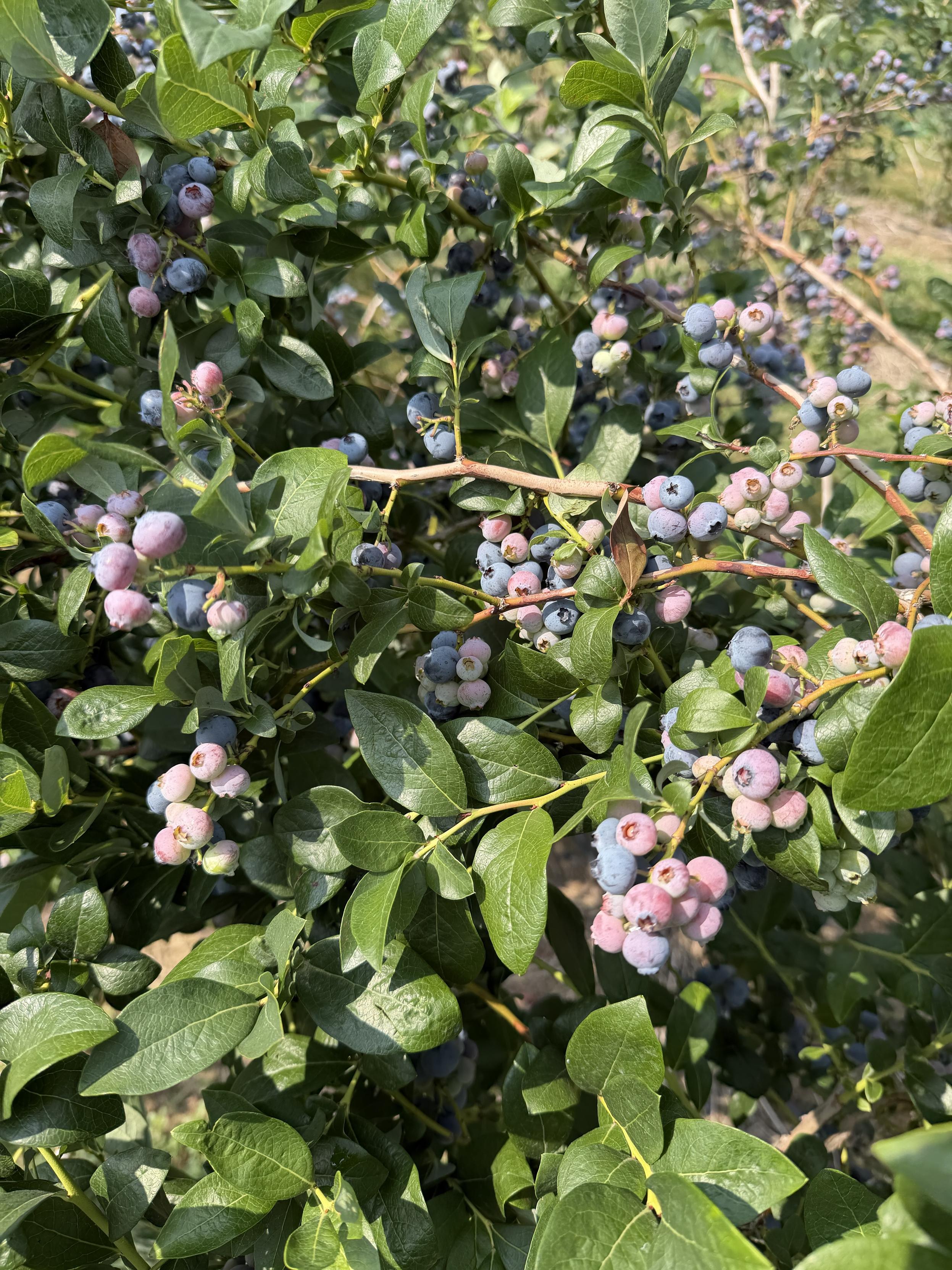 Photo of a blueberry bush with dozens of blueberries in various stages of ripening.