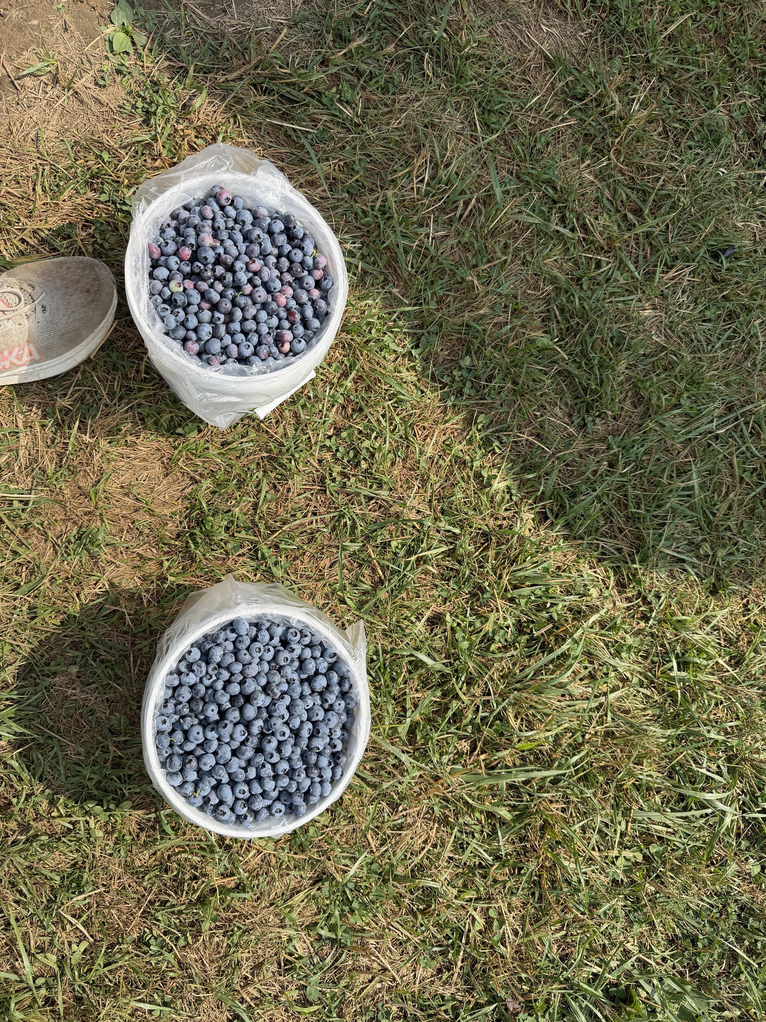 Photo of two white buckets sitting on the ground. They are both completely full with blueberries.