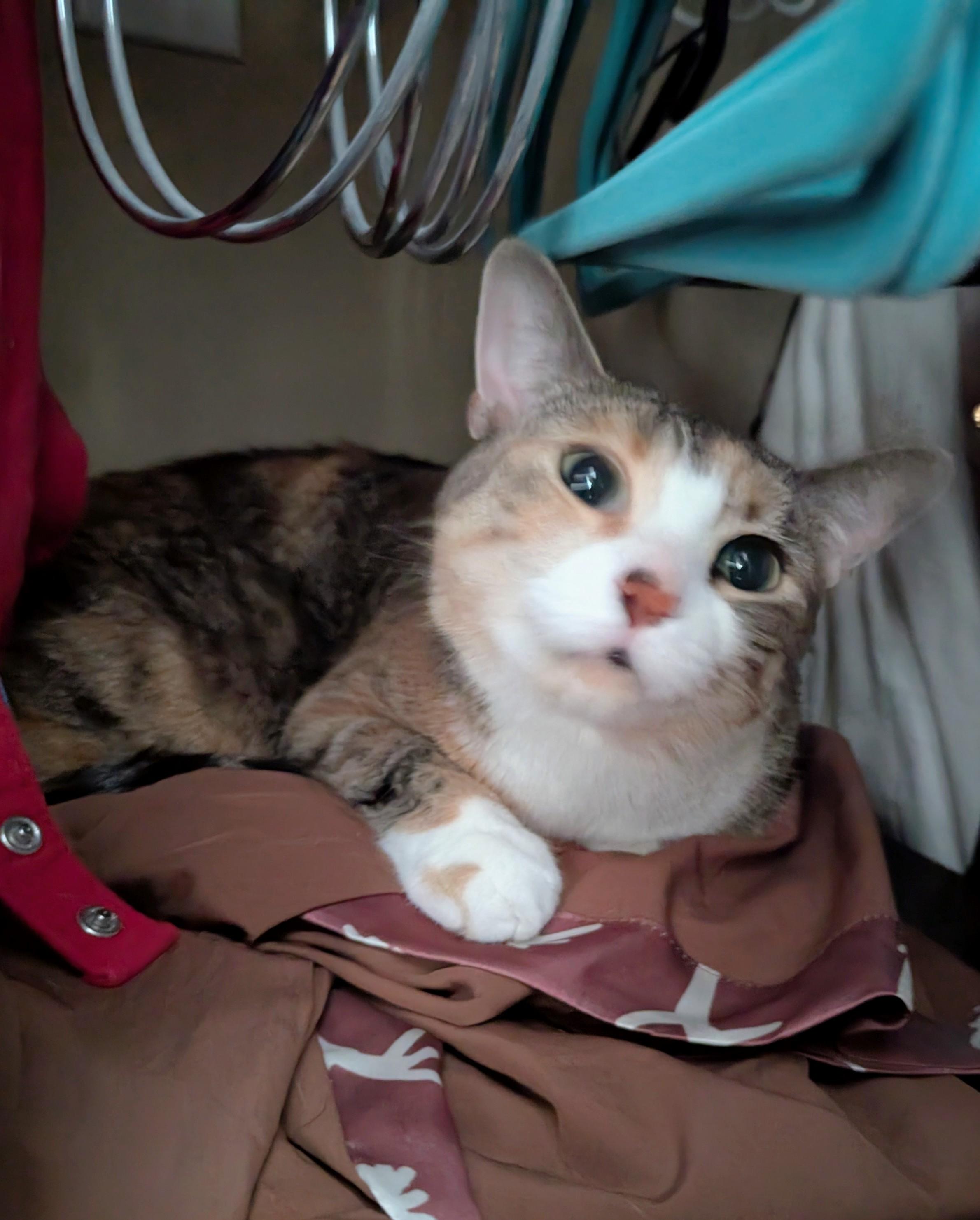 A tabico cat is lying on a pile of clothing inside a closet, looking up at the camera with wide eyes. Clothes hangers and a teal garment hang above, with a red garment visible to the left