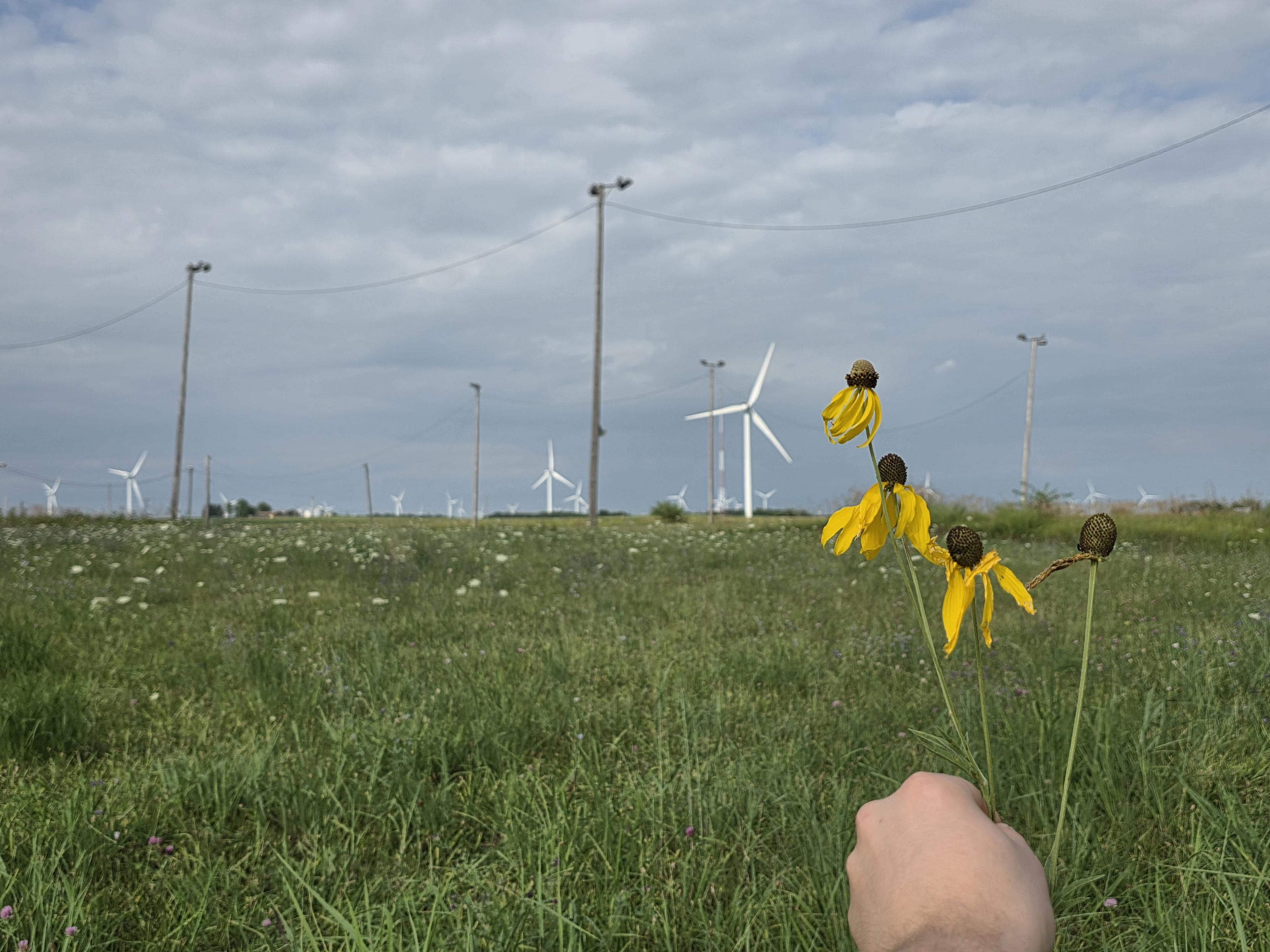 Fields of prairie plants, including a hand holding yellow coneflowers, with windmills and telephone poles in the background