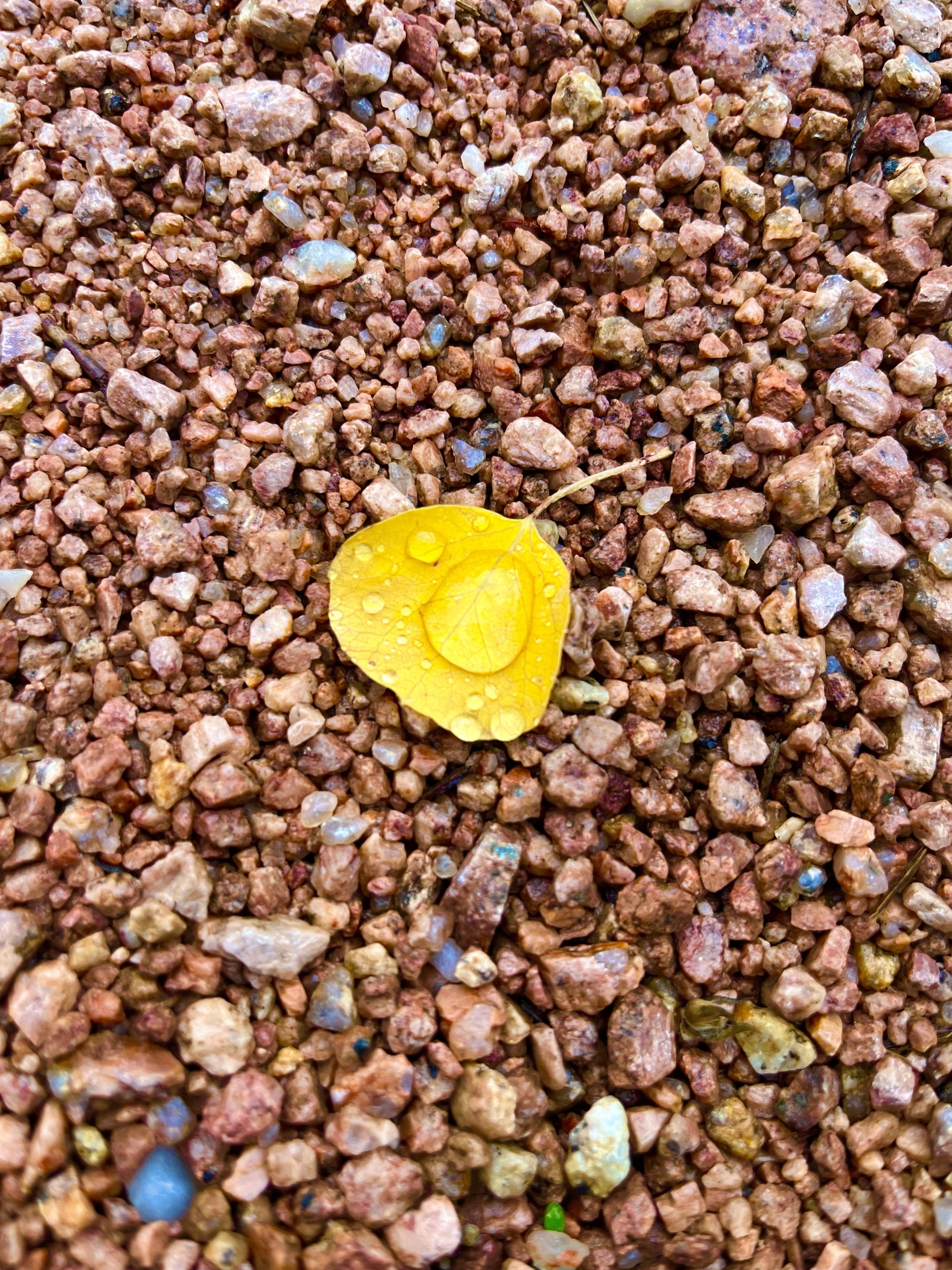 Pinky stones with a yellow leaf with rain drops in it.