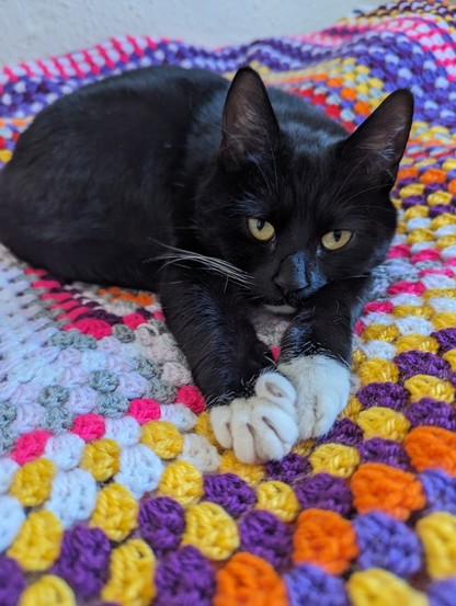 Black and white cat called Kylo having a lie down on a blanket I crocheted. Letting me know it is cat approved.