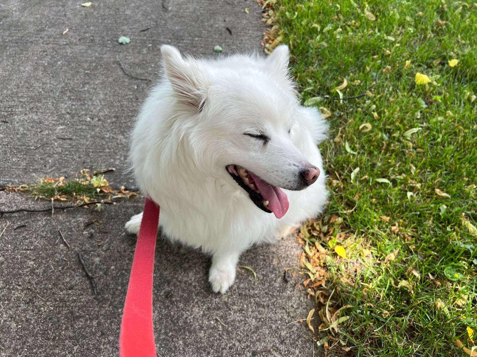 Clark is a very, very floofy white dog with a brown snout, black eyelashes, and pink ears and tongue. He is grinning with his eyes closed as he sits on some sidewalk next to some grass. 
