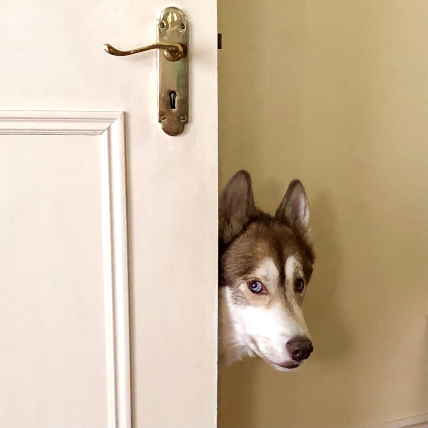 Osky the husky-mix dog peering around a door with a cheeky look on his face.