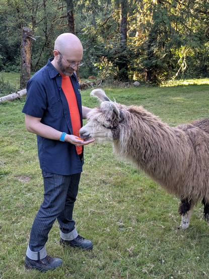 a guy in glasses feeding a carrot to a llama.