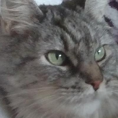 CatNamedYuGi