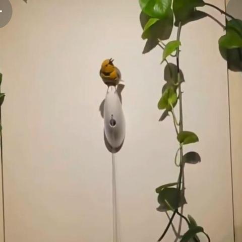 the bird that kelly clarkson want is attached to a wall