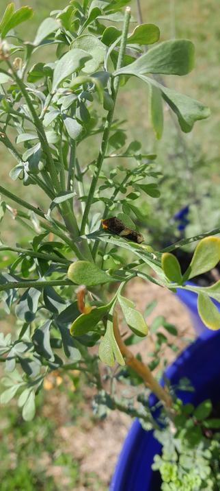 A not small but not large caterpillar hanging out on a rue plant.