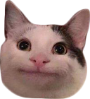:cat_polite: