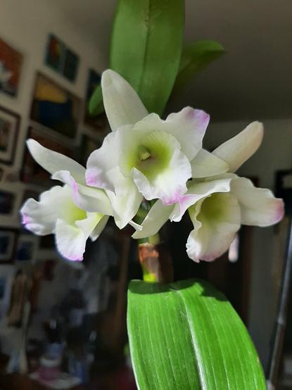 Dendrobium orchid blooming