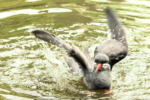 Adult Inca Tern splashing in the water. It's a black bird, having a shape a bit like a gull or common tern, and has a bright red beak and a stunning white handlebar moustache. It is flapping its wings in the water and there are lots of water droplets all around.
