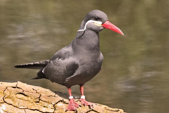 An Inca Tern sat on a sunlit log with blurred grey-green water behind it. It's a black seabird with a red bill and red feet, and a cool all-white handlebar moustache.