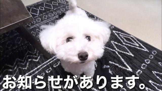 【お知らせ】皆様へお伝えしたいことがあります
