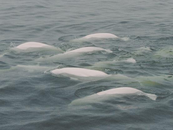 A close up photo of a big pod of beluga whales in the wild.