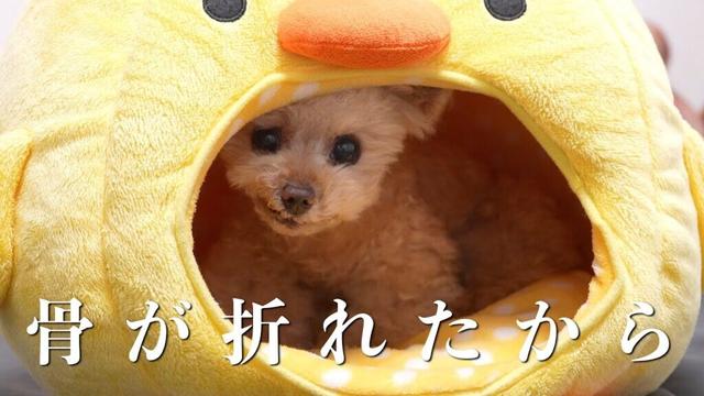 捨てようとしたら止められました・・・【トイプードル】