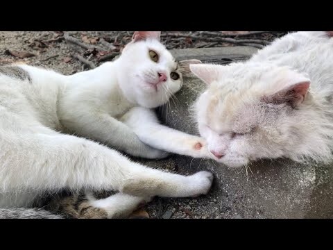 お背中肉球マークちゃん遊びたくてセルカークレックス寝させない
