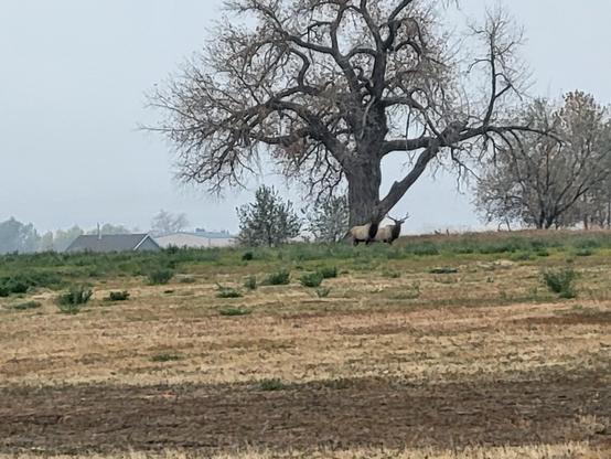 Two elk in the distance under a bare cottonwood tree.