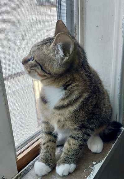 Small fawn and black striped kitten with a white triangle at chest and white paws and looking out the window , getting some fresh air