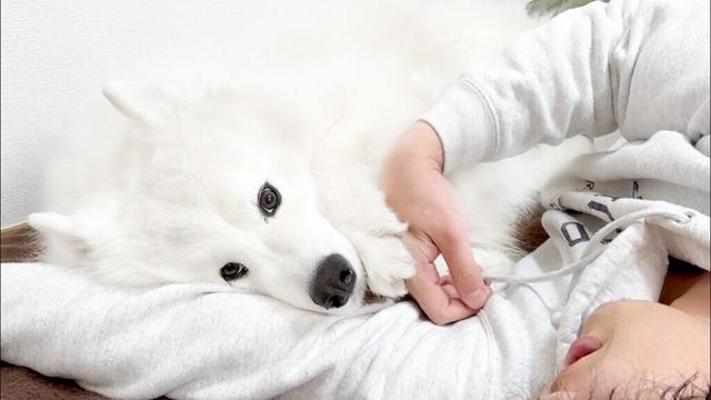 仕事に戻ろうとするパパをあざとく足止めする犬がかわいすぎました…