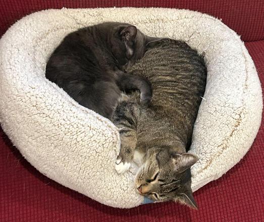 Two cats lay in a fluffy white cat bed atop a red couch. A large brown and black striped cat lays with his body in the bed while his head hangs out the front. A smaller dark grey cat is curled up toward the back of the bed, her head buried in the other cat’s hind quarters.