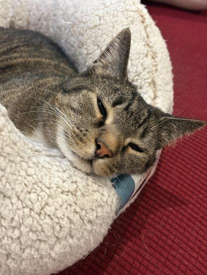A closeup of the face of the brown and black striped cat. He faces the camera, his head resting on the edge of the cat bed, with his eyes partially closed.