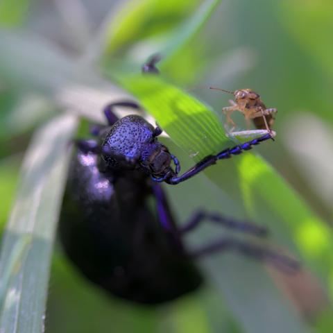 A black-blue oil beetle and a small Heteroptera "chatting" by the little grassy fence.