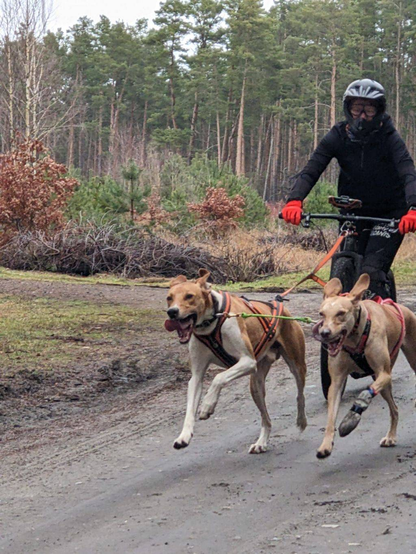 Zwei Hunde in Zuggeschirren laufen nebeneinander vor einem Dogscooter. Eine Person in schwarzer Kleidung und mit schwarzem Helm steht auf dem Roller.