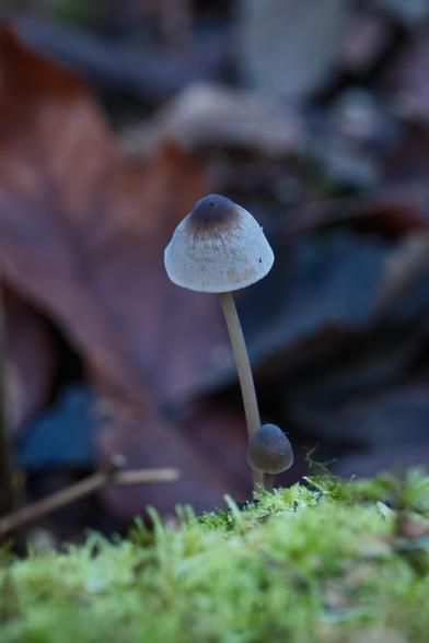 A small mushroom covered in a thin layer of frost.