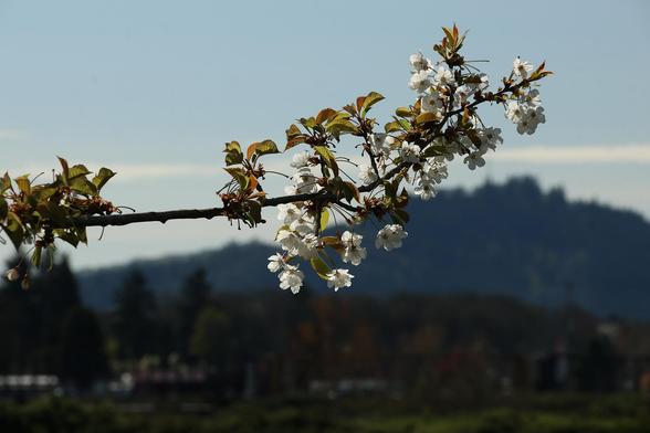 Sweet Cherry Blossoms