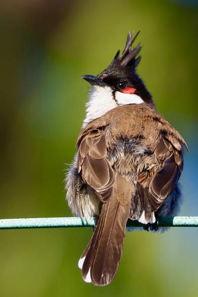a strikingly stylish bird with a high black bouffant-style crest and a bold red patch near its eye.