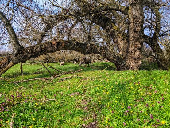 A wide shot captures a serene pastoral scene in the Herrenkrugpark in Magdeburg, Germany. In the foreground, a vibrant green field is dotted with small yellow and purple wildflowers. A faint dirt path winds through the grass towards the centre of the image. Dominating the middle ground are several sheep, including adult sheep and lambs, grazing peacefully beneath the sprawling branches of large, bare trees. The massive trunks of these trees are gnarled and textured, with thick branches reaching outwards and upwards. One particularly large, horizontal branch extends across the frame, creating a natural archway over the sheep. The background features more bare trees and a glimpse of a blue sky with wispy white clouds. The overall lighting suggests a bright, overcast day, casting soft shadows across the field. The scene evokes a sense of calm and rural beauty.