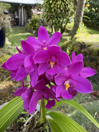 A gorgeous spray of purple orchids with yellow centers. The background is some of its greenery and a mossy lava rock wall. And a messy carport behind.
