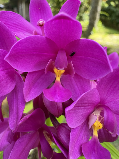 Closeup of an orchid with a black ant enjoying I don’t know what!
