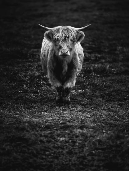 a growing, horned, hairy highland cattle on the pasture. it stands as if staged on the meadow, frontal to the camera and symmetrically aligned. the cattle's coat is very light and forms a crisp contrast to the dark meadow.