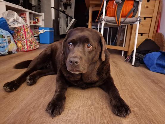 A chocolate brown Labrador with greying snout, lying on the floor, her eyes turned to the left side of the snap. At that side, there are the TV and speakers, where I'm looking at older vids of Arwen, and I keep talking to her in the vids, and she's so confused... In the background is a lot of mess, mostly bags and all... So I won't mention that, just focus on the sweet and confused girl.