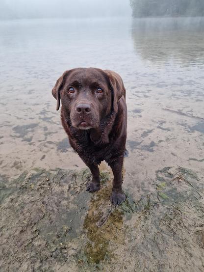 A chocolate brown Labrador with greying snout, with wet fur, is standing in very shallow water. Her head is tilted upwards, to look at me as I'm holding the ball and phone. She is hoping that I will throw the ball for her once more... Her wish was granted!