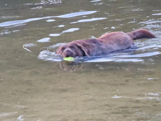 A bit out of focus (due to zoom) snap of a chocolate brown Labrador, swimming with a tennis ball in her mouth. She's swimming towards the camera, part of her tail slightly above the water. Her mouth is open a bit, as she always tries to chew the balls she's retrieving. She didn't swim too far, due to her age and stamina. But she still loves it!
