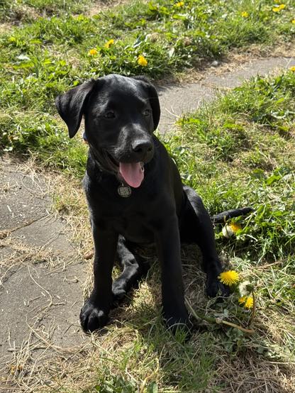 A black Labrador puppy with her tongue out sits on a poorly maintained driveway. It’s a bit weed ridden, but the sun is shining.