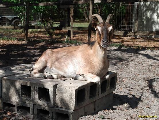 A tan goat with horns and tiny ears is laying on a pile of cinder blocks, staring directly into the camera. Her shadow is seen in the dirt below her as the sun casts long shadows.