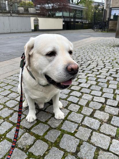 Labrador