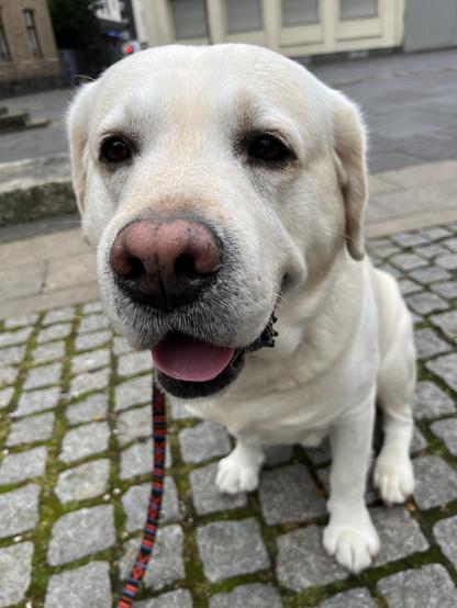 Labrador Retriever